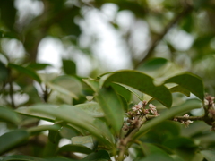 Chionanthus mala-elengi