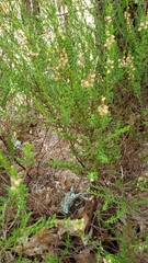 Calluna vulgaris