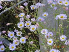 Erigeron filifolius