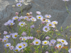 Erigeron filifolius