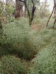Lycopodium deuterodensum