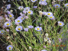 Erigeron filifolius