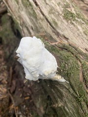 Fomitopsidaceae