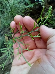 Lycopodium deuterodensum