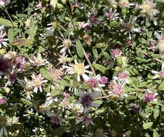Symphyotrichum lateriflorum