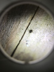 Megabunus diadema