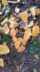 Toxicodendron rydbergii