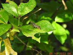 Xenocatantops humilis