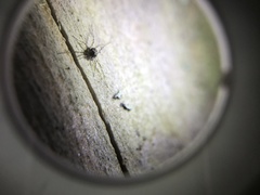 Megabunus diadema