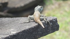 Tropidurus catalanensis