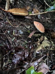 Austroboletus