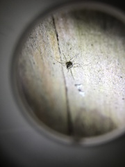 Megabunus diadema