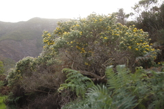 Aspalathus chenopoda