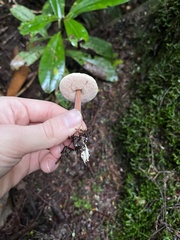 Austroboletus