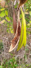 Wisteria frutescens
