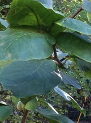 Magnolia acuminata