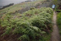 Pteridium aquilinum capense