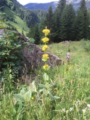 Gentiana lutea