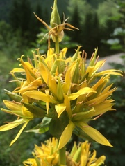 Gentiana lutea