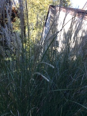 Miscanthus sinensis