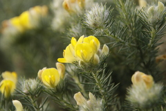 Aspalathus chenopoda