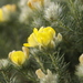 Fluffy Capegorse - Photo (c) Tony Rebelo, some rights reserved (CC BY-SA), uploaded by Tony Rebelo