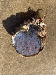 Maja brachydactyla