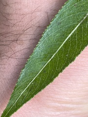 Salix lasiandra