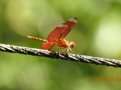 Neurothemis fulvia