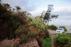 Aspalathus chenopoda