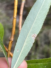 Salix lasiandra