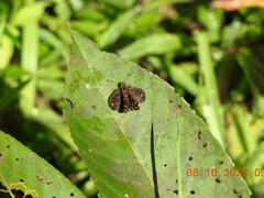 Taractrocera ceramas