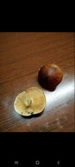 Fungi