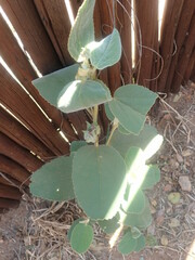 Melhania forbesii