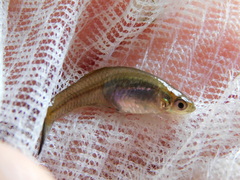 Cnesterodon decemmaculatus