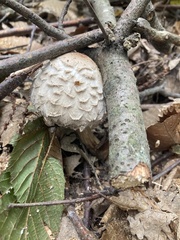 Chlorophyllum olivieri