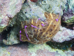 Calliactis parasitica