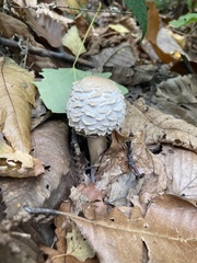 Chlorophyllum olivieri