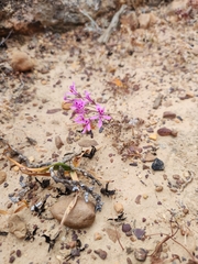 Pelargonium reflexipetalum