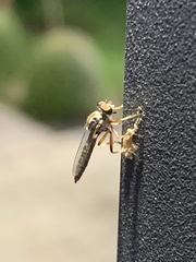 Ommatiini