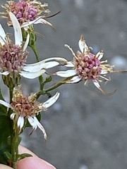 Symphyotrichum lateriflorum