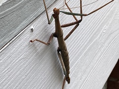 Megaphasma denticrus