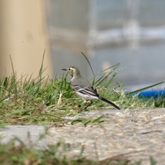 Motacilla alba