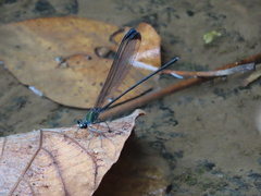 Psolodesmus mandarinus dorothea