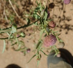 Sphaeranthus peduncularis