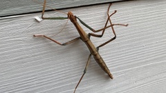 Megaphasma denticrus