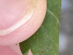 Symphyotrichum lateriflorum