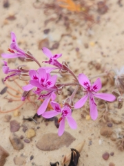 Pelargonium reflexipetalum
