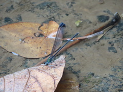 Psolodesmus mandarinus dorothea