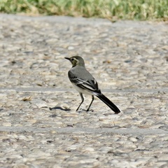 Motacilla alba